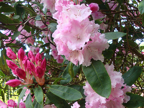 Priscilla George Blue Badge Guide